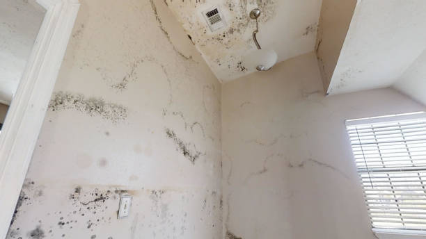 Trusted Deadwood, SD Mold Removal Experts