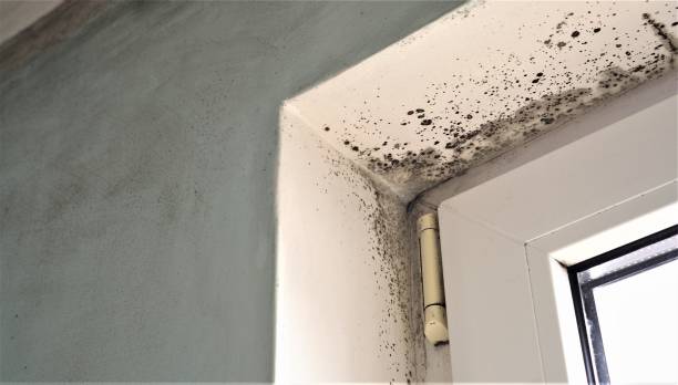 Best Asbestos and Lead Testing During Mold Inspection  in Deadwood, SD