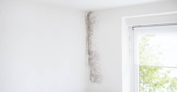 Best Real Estate Mold Inspection  in Deadwood, SD