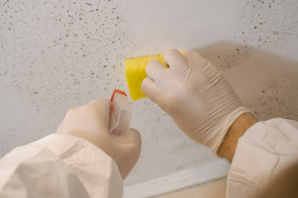 Best Biohazard Mold Removal  in Deadwood, SD