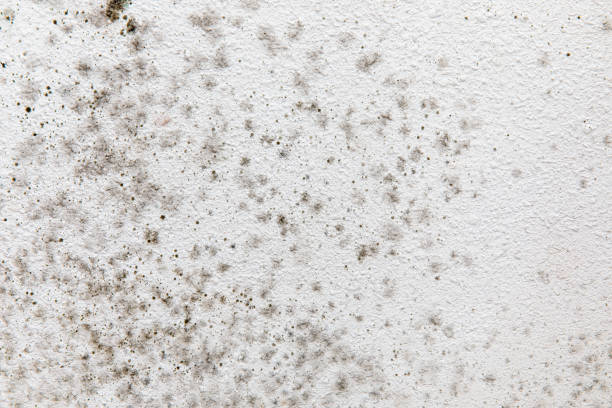 Best Mold Documentation for Insurance Claims  in Deadwood, SD