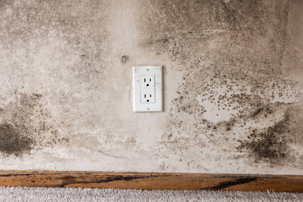 Best Attic Mold Removal  in Deadwood, SD