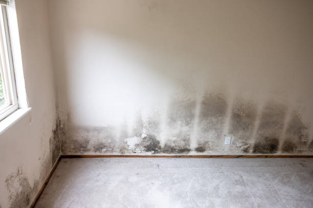 Best Dehumidification Services  in Deadwood, SD