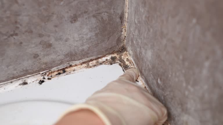 Best Air Quality Testing for Mold Spores  in Deadwood, SD