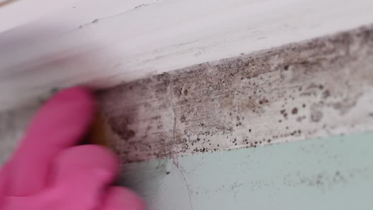 Best Water Damage & Mold Remediation  in Deadwood, SD